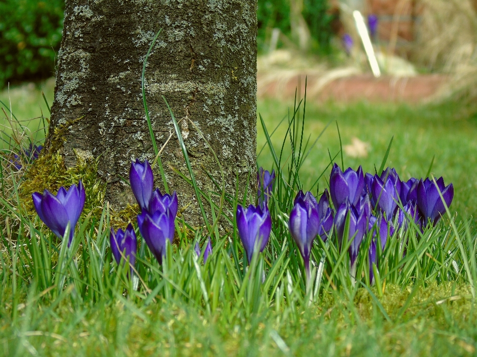 Natur gras anlage feld