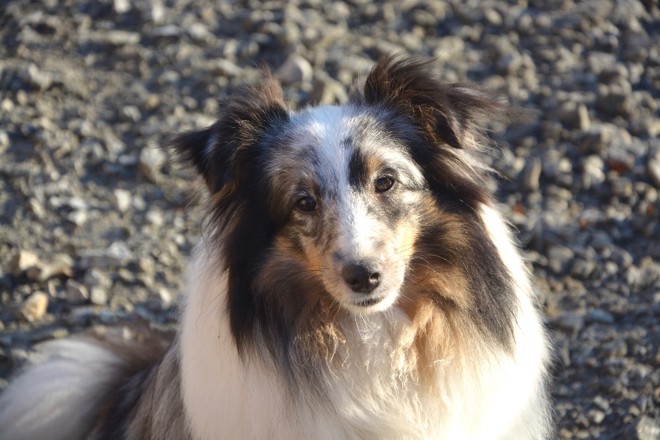 犬 動物 女性 コリー
