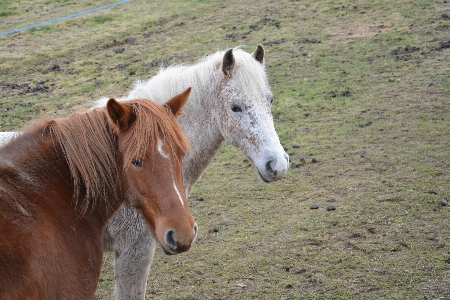 Nature farm meadow animal Photo