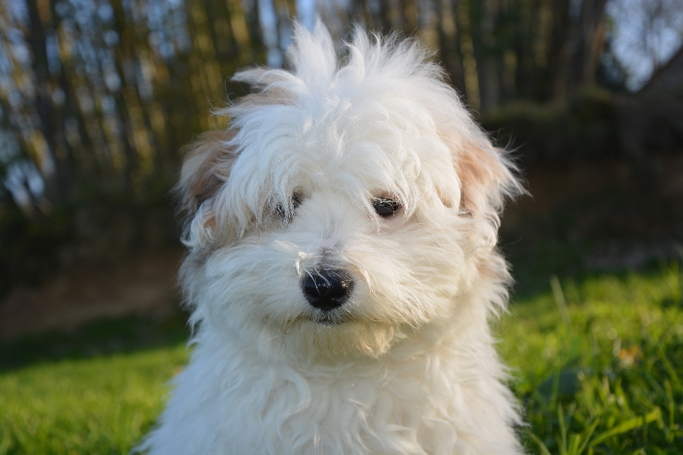 Blanc chiot chien animal