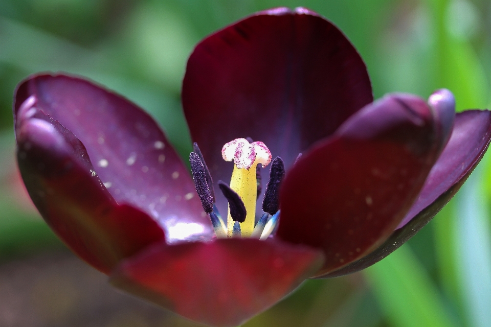 Nature blossom plant photography