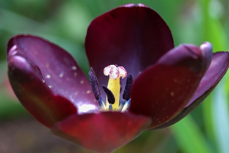 Nature blossom plant photography Photo