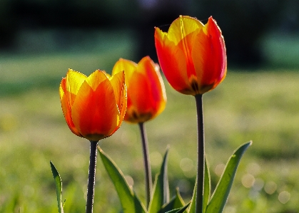 Nature plant field flower Photo