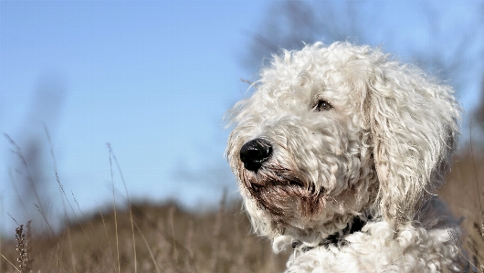 Foto Perro mascota mamífero híbrido