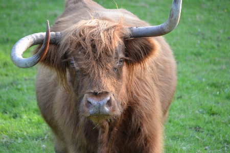 Nature grass meadow animal Photo