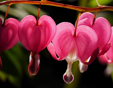 Nature blossom plant leaf Photo