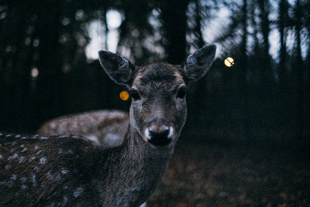 Nature forest animal wildlife Photo