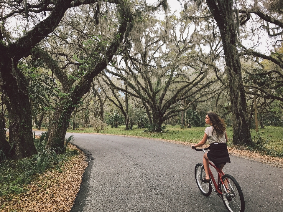 Tree trail bicycle bike