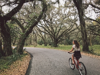 Tree trail bicycle bike Photo