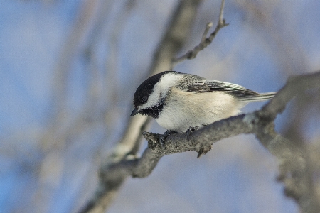 Nature branch bird wing Photo