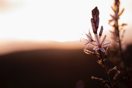 Tree nature branch blossom Photo