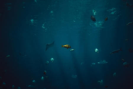 Ocean diving underwater swim Photo