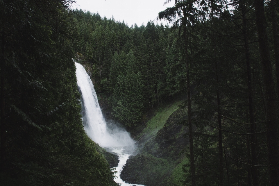 Agua bosque cascada verde