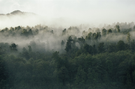 Foto árvore natureza floresta montanha