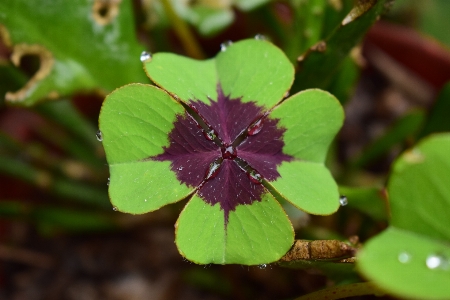 Foto Natureza florescer plantar folha