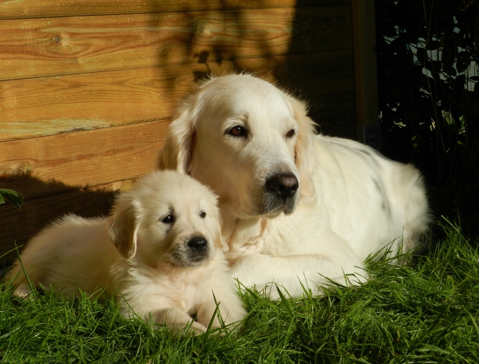 Köpek yavrusu hayvan sevimli