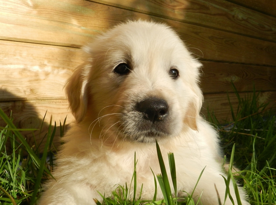 Filhote de cachorro animal bonitinho