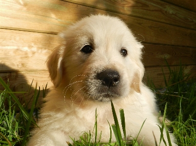 Foto Anak anjing satwa imut-imut