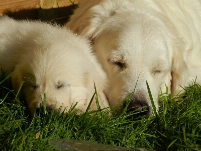 Foto Cucciolo cane animale carino