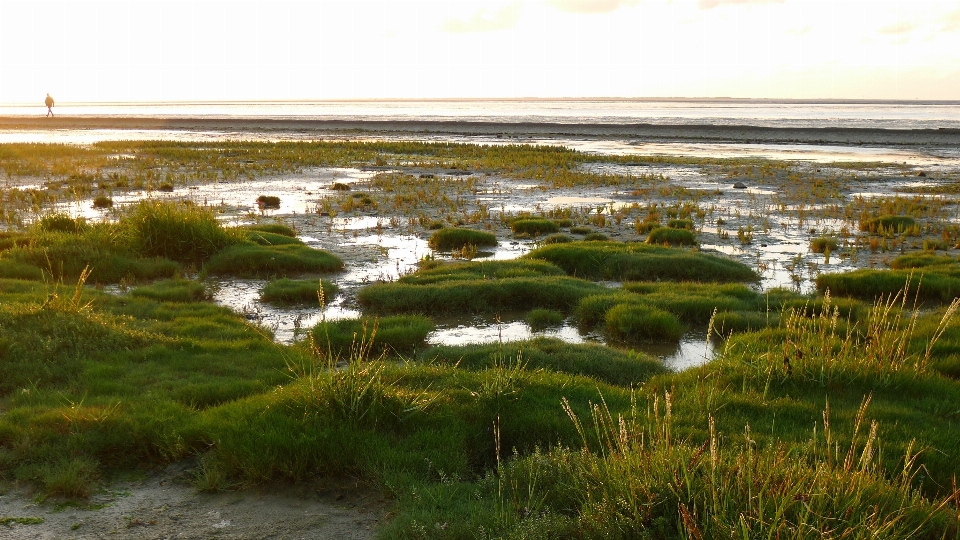 Landscape coast marsh swamp