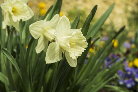 Nature grass blossom plant Photo