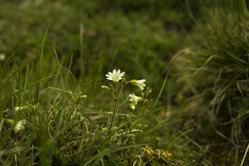 Nature grass blossom plant