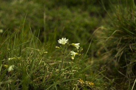 Nature grass blossom plant Photo