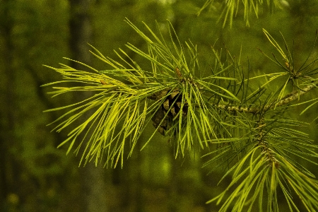 Foto Pohon alam hutan rumput