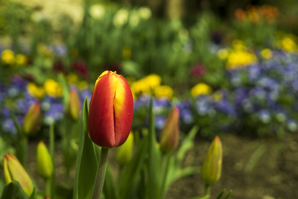 Doğa bokeh
 bitki alan