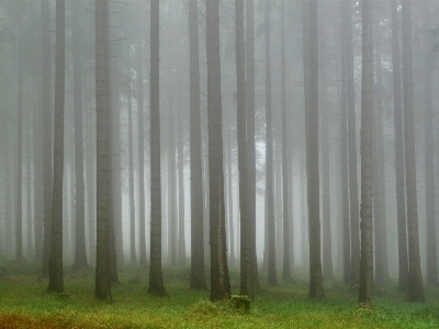 Tree forest fog mist Photo