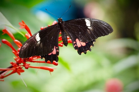 Foto Natureza asa fotografia folha