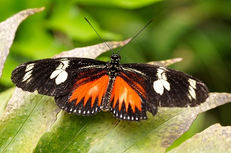 自然 羽 花 動物 写真