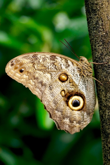 Nature wing photography leaf