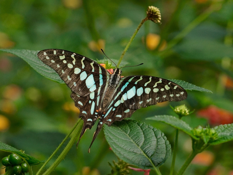 Nature aile fleur animal