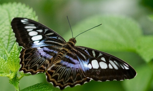 Nature wing flower animal Photo