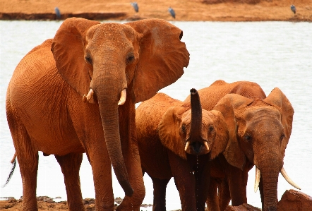 Wildlife herd africa mammal Photo