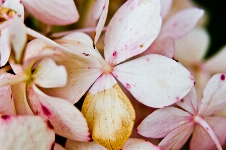 ブランチ 花 植物 写真撮影 写真