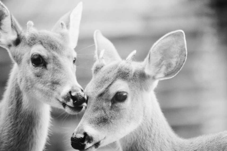 En blanco y negro
 animal fauna silvestre