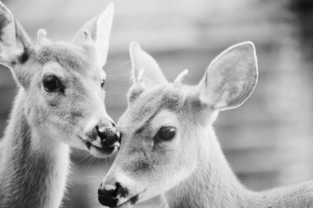 Foto Bianco e nero
 animale animali selvatici