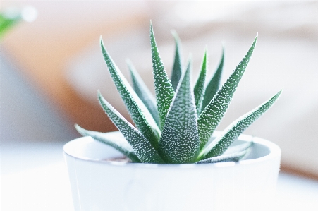 Plant white leaf flower Photo