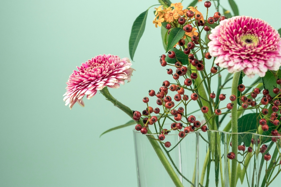 ブランチ 花 植物 花弁