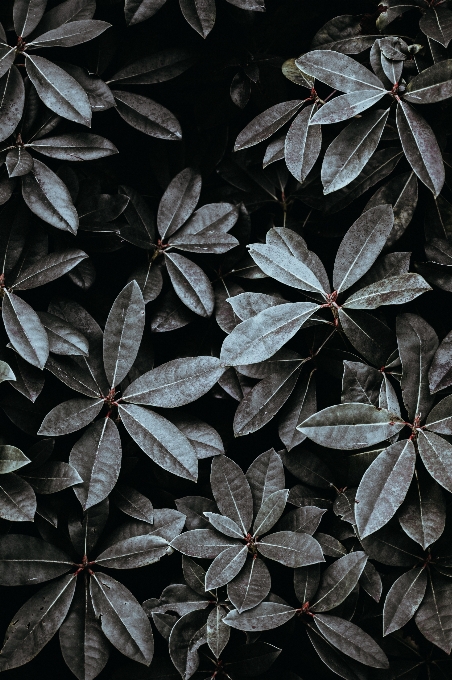 Baum natur zweig schwarz und weiß
