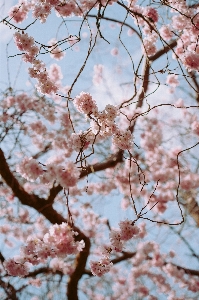 Foto Albero ramo fiore pianta