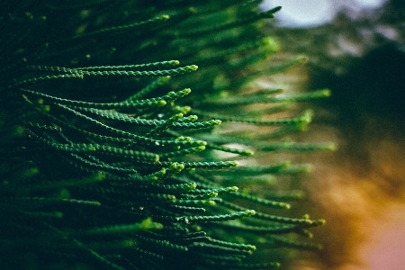 树 自然 分支 植物 照片