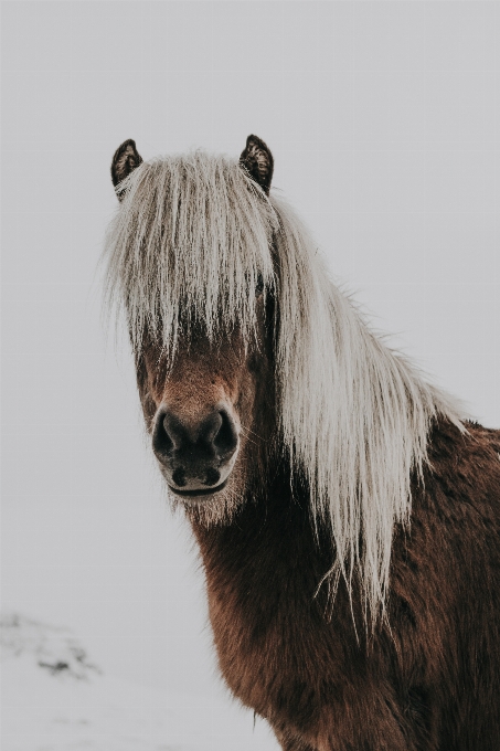 Cavalo mamífero garanhão juba
