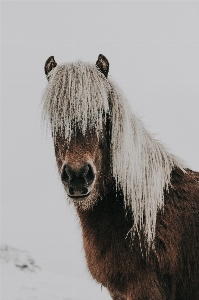 Photo Cheval mammifère étalon crinière
