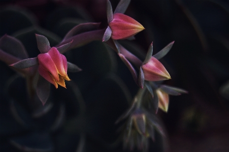 Foto Plantar fotografia folha flor