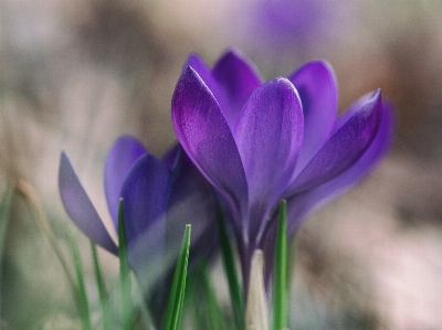 Foto Florescer plantar flor pétala