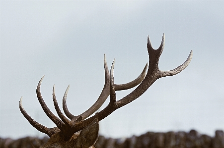 Branch wildlife deer horn Photo