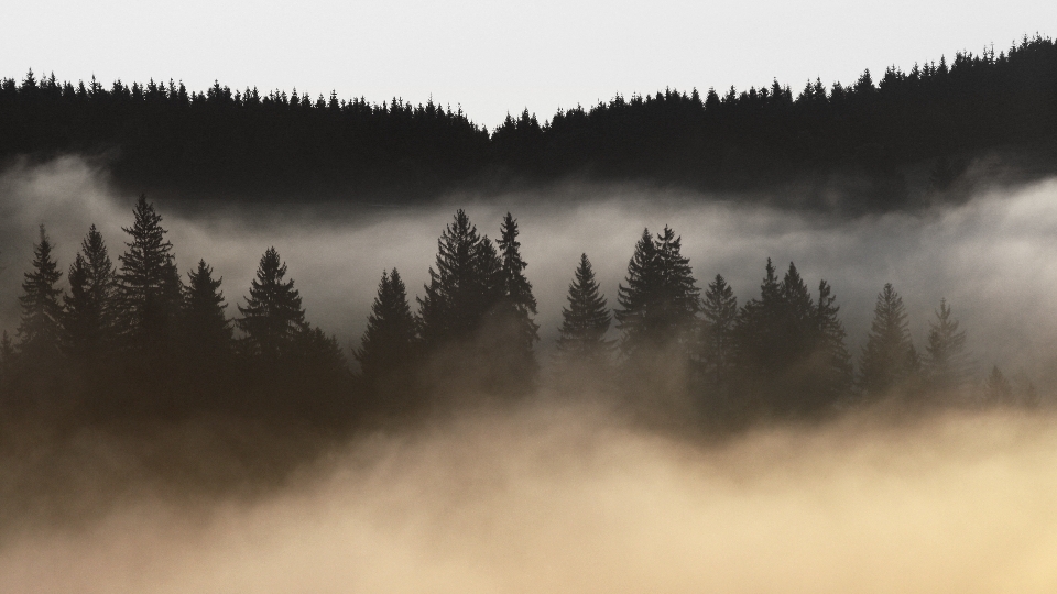 Paesaggio albero natura foresta